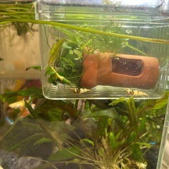 ブラックタイガーシュリンプ2匹セットの画像