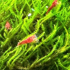 レッドチェリーシュリンプ。10匹からからの画像