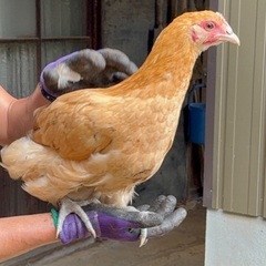 名古屋コーチンなど