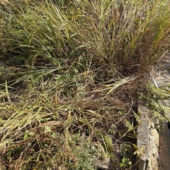 決まりました！ありがとうごさございます至急！！くさ草袋詰めのお願いです の画像