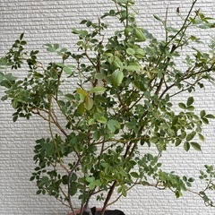 四季咲き　木立性　バラ　薔薇　オレンジ　レディオブシャーロット の画像