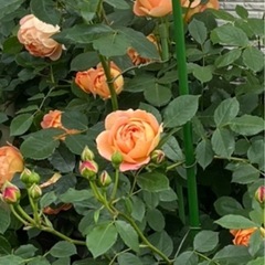 四季咲き　木立性　バラ　薔薇　オレンジ　レディオブシャーロット の画像