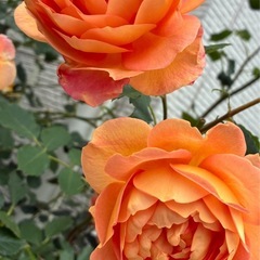 四季咲き　木立性　バラ　薔薇　オレンジ　レディオブシャーロット の画像