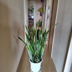 サンスベリア大鉢の画像