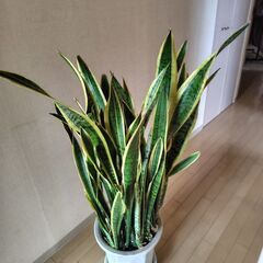 サンスベリア大鉢の画像