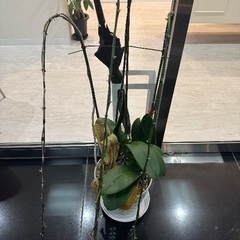 胡蝶蘭鉢ごと（2鉢）の画像