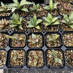 アガベ　オテロイ実生　lot2023awの画像