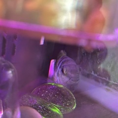 熱帯魚　タイガーパロット　ゼブラの画像