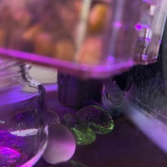 熱帯魚　タイガーパロット　ゼブラの画像