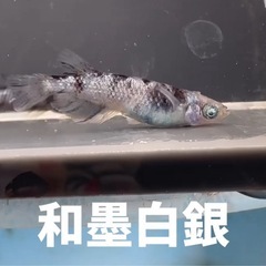 本日限定！めだか激安販売！福岡ソフトバンクホークス日本一セール！！の画像