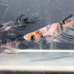 本日限定！めだか激安販売！福岡ソフトバンクホークス日本一セール！！の画像