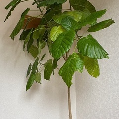 決まりました🙇‍♀️ウンベラータの画像