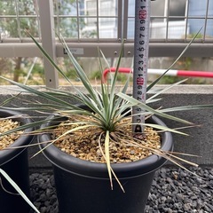 ユッカロストラータ　実生苗の画像