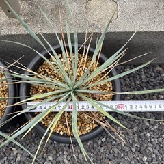 ユッカロストラータ　実生苗の画像