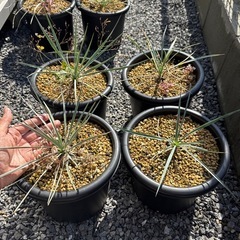 ユッカロストラータ　苗