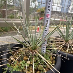 ユッカロストラータ　実生苗の画像