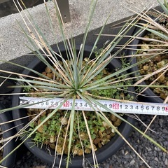 ユッカロストラータ　実生苗の画像