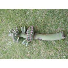 実質15粒以上 バナナの木の種　芭蕉　Musa basjoo 冬に強いバショウの画像