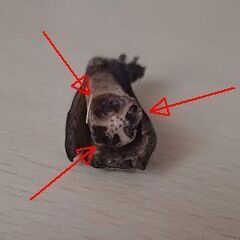 実質15粒以上 バナナの木の種　芭蕉　Musa basjoo 冬に強いバショウの画像