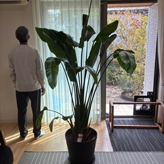 ストレチアオーガスタ　観葉植物の画像