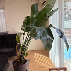 ストレチアオーガスタ　観葉植物の画像