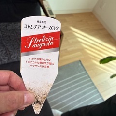 ストレチアオーガスタ　観葉植物の画像