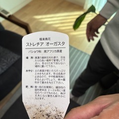 ストレチアオーガスタ　観葉植物の画像