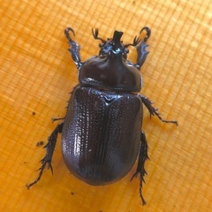 バラタスサスマタサイカブト二令幼虫10匹の画像