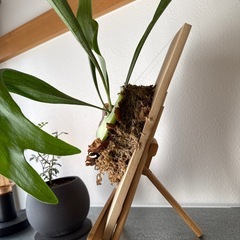  ビカクシダ 松山市内であればお届け可能です。の画像