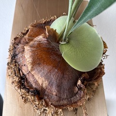  ビカクシダ 松山市内であればお届け可能です。の画像