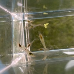 受付中🔴ミナミヌマエビ 1匹 20円 メダカ水槽のお掃除屋さんの画像