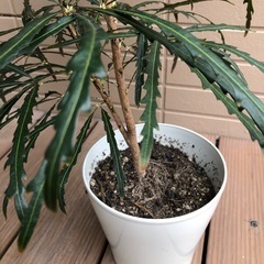 アラレア　観葉植物②　グリーンの画像