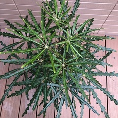 アラレア　観葉植物②　グリーンの画像