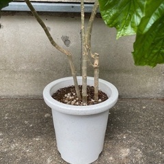 フィカス・ウンベラータ　良いフォルムの鉢植えの画像