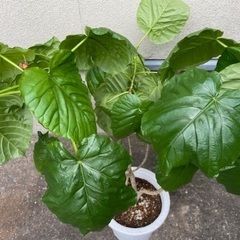 フィカス・ウンベラータ　良いフォルムの鉢植えの画像