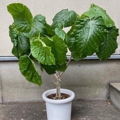 フィカス・ウンベラータ　良いフォルムの鉢植えの画像