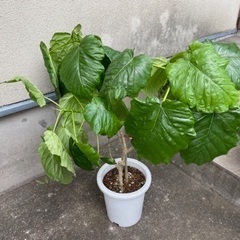 フィカス・ウンベラータ　良いフォルムの鉢植えの画像