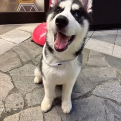 【応募多数のため一旦募集停止】10ヶ月のシベリアンハスキーの男の子