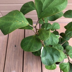 コバンボダイジュ　観葉植物③ フィカス　グリーンの画像