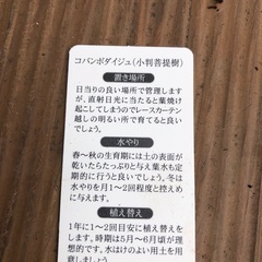 コバンボダイジュ　観葉植物③ フィカス　グリーンの画像