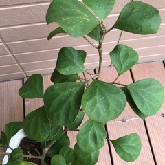 コバンボダイジュ　観葉植物③ フィカス　グリーンの画像