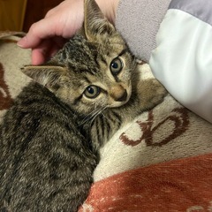 【里親決まりました！】元気いっぱい甘えん坊なキジトラ2ヶ月弱の男の子