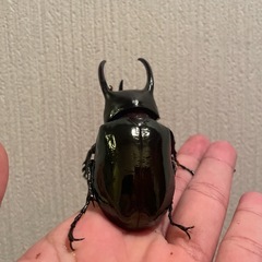 コーカサスオオカブト　スマトラ島産　♂ 　の画像