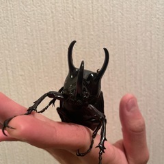 コーカサスオオカブト　スマトラ島産　♂ 　の画像