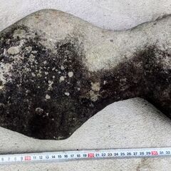 🍓 エッ！？魚型の石／石のオブジェ／ W約40cm×D約23cmの画像