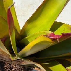 ネオレゲリア　ラベナラ
の画像