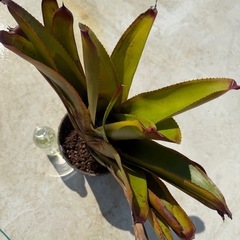 ネオレゲリア　ラベナラ
の画像