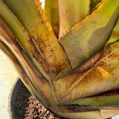 ネオレゲリア　ラベナラ
の画像