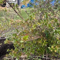 つつじ？2本の画像