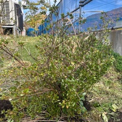 つつじ？2本の画像